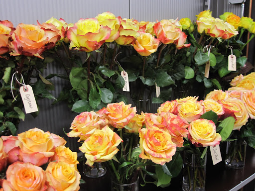 I love seeing gorgeous roses that are multi-colored.
