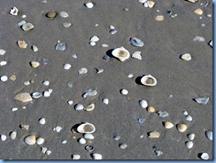 6010 Texas, South Padre Island - Beach Access # 6 - sea shells
