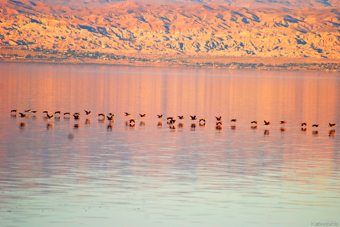[6.%2520cormorants-kab%255B4%255D.jpg]