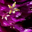 IMGP6064-16.jpg