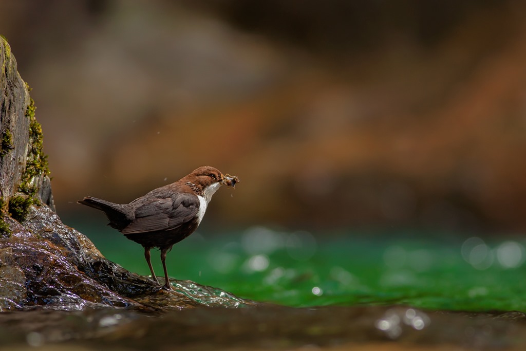 [Melro-de-%25C3%25A1gua-2_2.jpg]