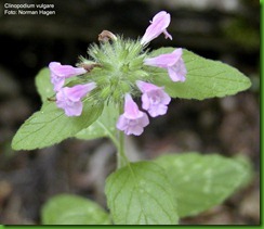 Clinopodium vulgare