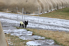Look, Sharkey! The guys have even outlined the walkways with metal stakes.  If a heavy snow should fall, the paths are marked for easy shoveling!