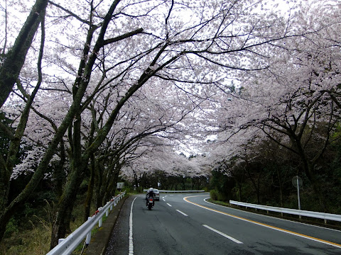 箱根ターンパイクの桜 その3