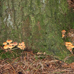 IMG_4972.JPG