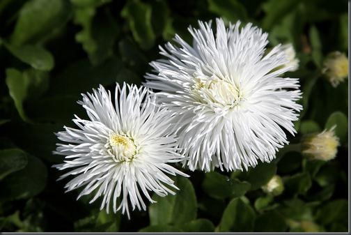 chrysanthemums chrysanthemums