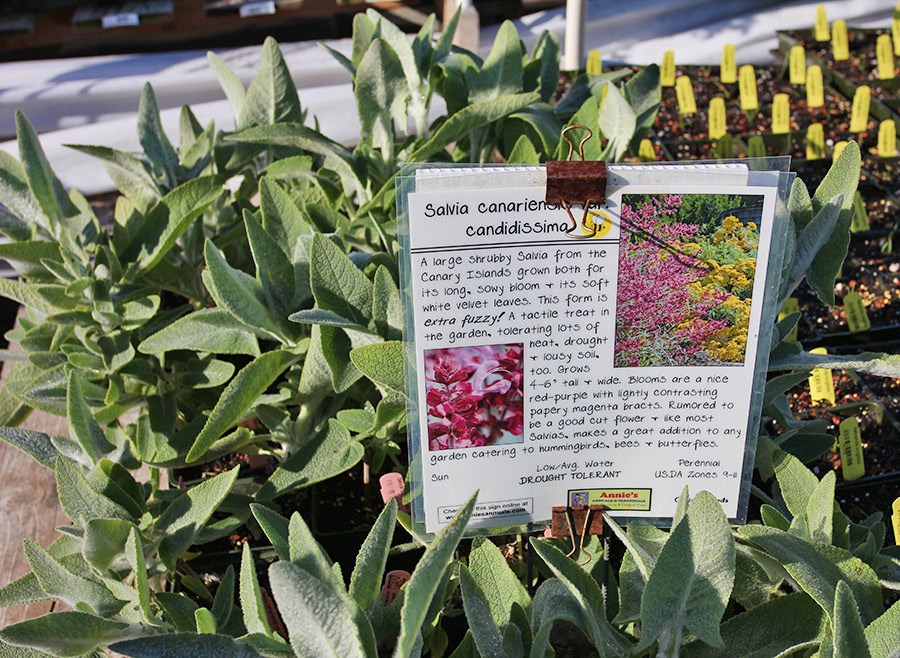 [110211_AnniesAnnuals_Salvia-canariensis-2%255B3%255D.jpg]