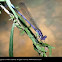 Violet Dancer damselfly (male)