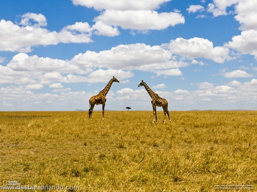 wallpapers national geographic desbaratinando (23) wallpapers national geographic desbaratinando (23)