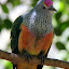 Walk In Aviary - Port Douglas, Australia