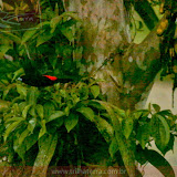 Tangará decolando -  Posada Rio Celeste - Rio Celeste - Costa Rica