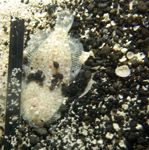 [aquarium30%255B2%255D.jpg]