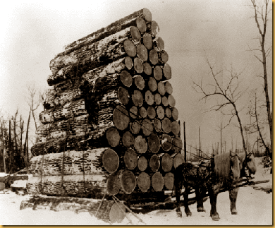 Logging white pine log sled 3
