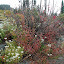 Olympic Peninsula - Mt.%252520Rainier.jpg
