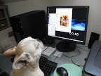 I hope he's having fun on the Rainbow Bridge and that it's nice there.  That's where we're told dogs go.
