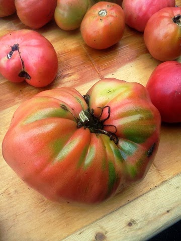 [tomatoes1.jpg]
