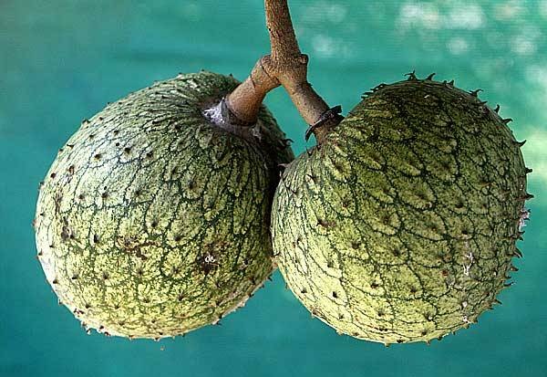 [Annona_montana%255B3%255D.jpg]