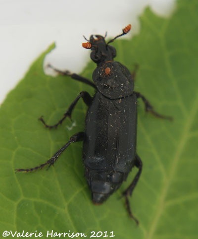 [beetle-nicrophorus-humator%255B2%255D.jpg]