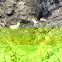 Dall Sheep
