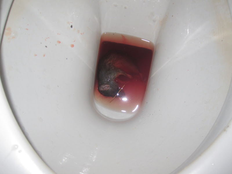 Why Is My Pee Red After Drinking Beet Juice Why Is My Pee Red After Drinking Beet Juice