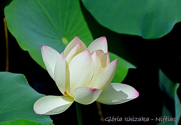 Glória Ishizaka - ninféia - flor de lotus