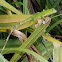 Green iguana
