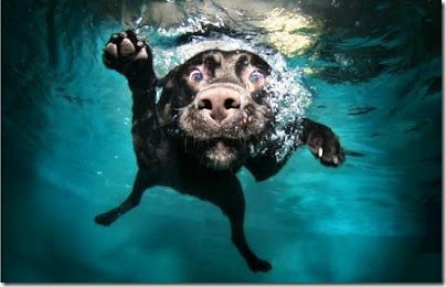 perros bajo el agua (4)