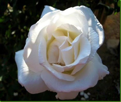 Rosa Mount Shasta Rosa Mount Shasta