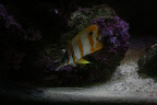 Stripey