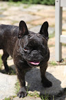 Sharkey, it's really a heat wave!  This sun is just too much for us heat sensitive Frenchies!!