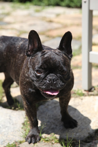 Sharkey, it's really a heat wave!  This sun is just too much for us heat sensitive Frenchies!!