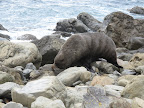 Seal
