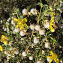 Creosote Bush