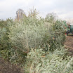Tannenbaumaktion 08_739.jpg