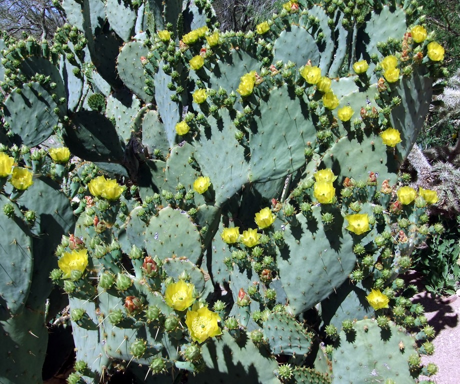 [Blooming%2520prickly%2520pear%25204-15-2013%252010-28-57%2520AM%25203177x2652%255B4%255D.jpg]
