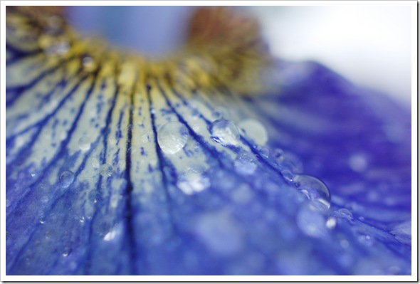 IRIS 1