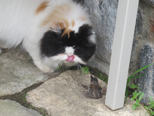 When all is said and done, this little sparrow will be a tasty little morsel.