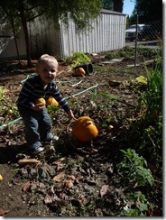 Orchard and Pumpkin