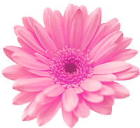 daisy-flower
