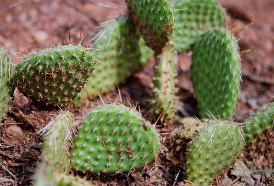 Garden of the Gods-27