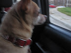 And NEVER leave an animal unattended in a car- even if windows are cracked and it's only for a few minutes.