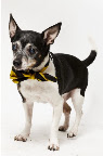 Don Ameche (male Chihuahua)- 