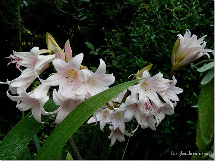 DSCN9572 DSCN9572
