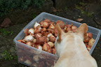 Planting Tulips for Spring Beauty