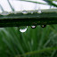 Pluie sur la canne