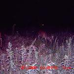 nichols deer 387.JPG