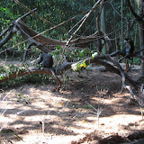 The Schmidt's Guenon at the Nashville Zoo 09032011