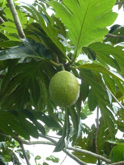 P1050132.jpg Breadfruit - Artocarpus altilis