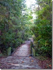 Small bridges in the woods on the trail