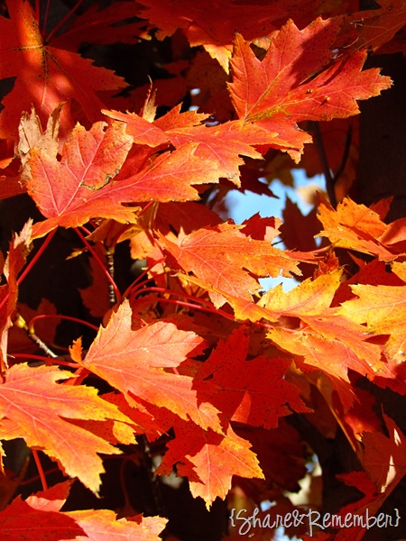 [tree2%255B4%255D.jpg]